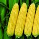 Corn for popcorn: cultivation and best varieties