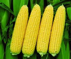 Кукуруза на попкорн: выращивание и лучшие сорта