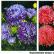אסטר גן: סוגים, זנים עם תמונות, שמות ותיאורים של פרחים